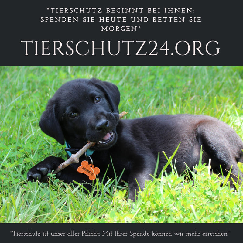 Ein Herz für Tiere Spenden für den Tierschutz