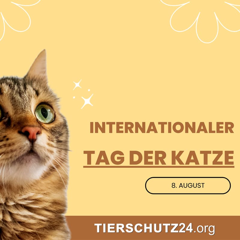 Internationale Tag der Katze-Tierschutz24 Internationale Tag der Katze