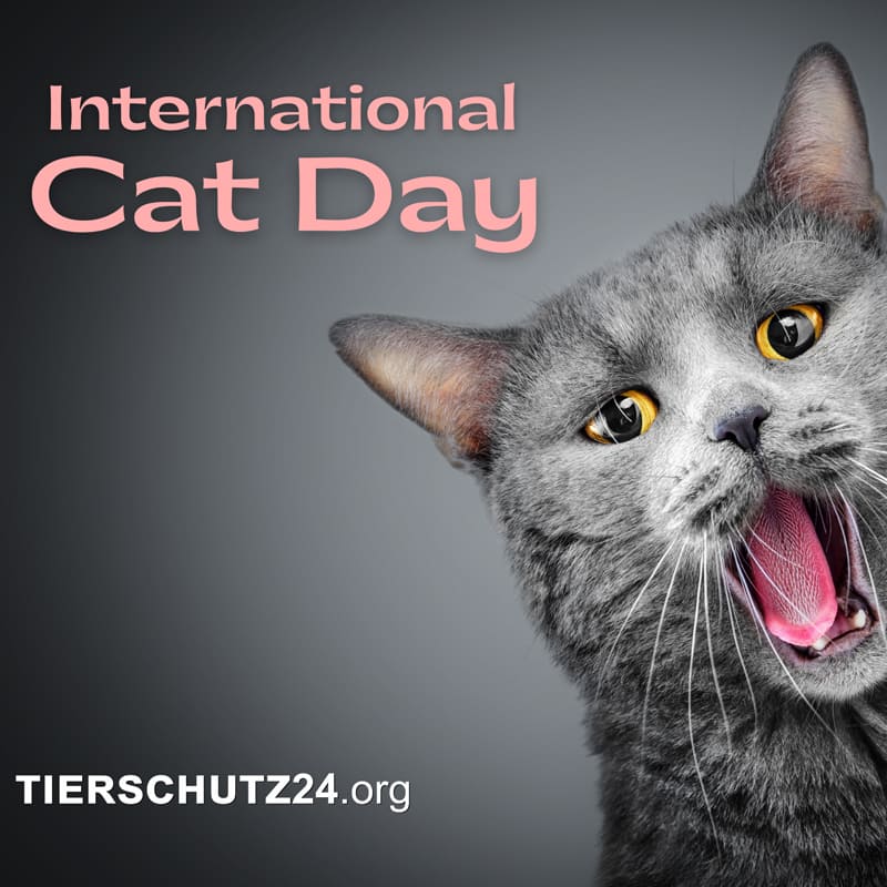 Internationale Tag der Katze Internationale Tag der Katze