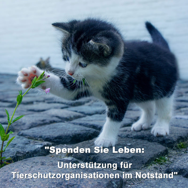 Spenden Sie Leben Unterstützung für Tierschutzorganisationen im Notstand