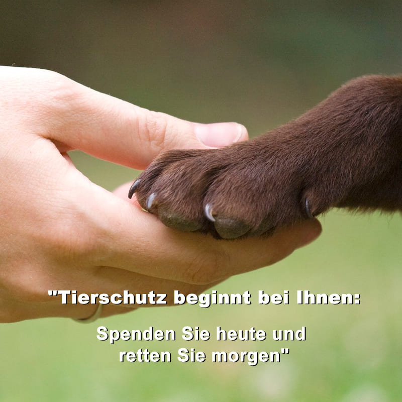 Tierschutz beginnt bei Ihnen Spenden Sie heute und retten Sie morgen