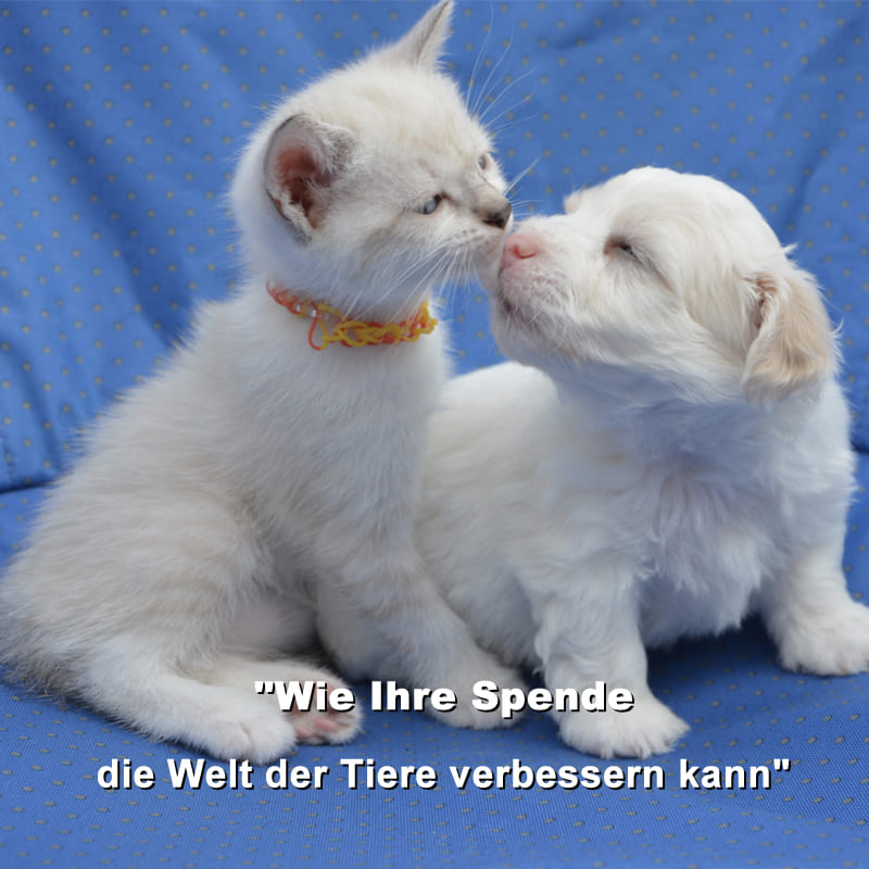 Wie Ihre Spende die Welt der Tiere verbessern kann "Geld spenden, Leben retten: Der Einfluss Ihrer Spende auf Tierschutzorganisationen"