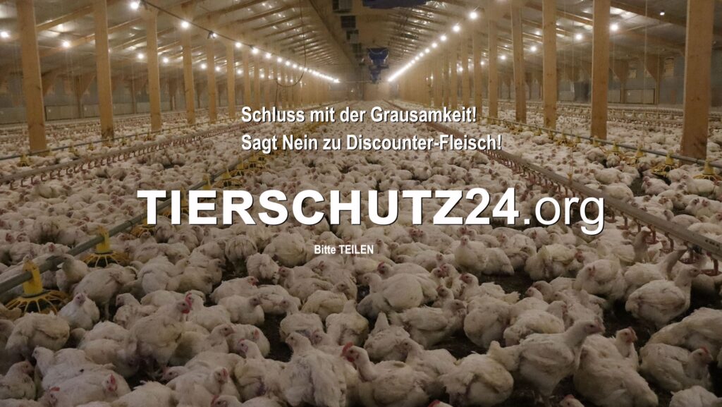 DIE WAHRHEIT ÜBER DISCOUNTER-STEAKS: EIN MUST-SEE VIDEO - tierschutz24.org
