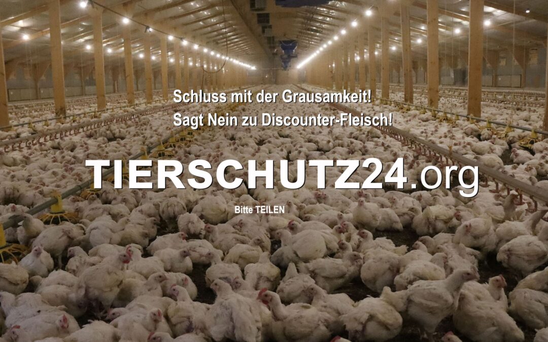 Schluss mit der Grausamkeit – Sagt Nein zu Discounter-Fleisch!